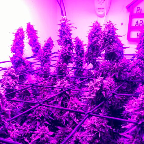Bruce Banner growlog timeline photo