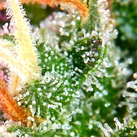 Bruce Banner growlog timeline photo