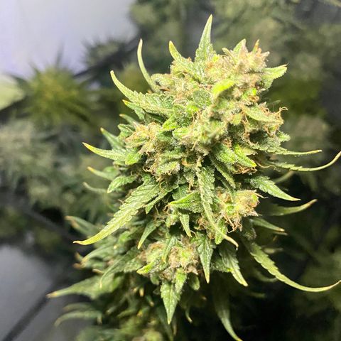 Bruce Banner growlog timeline photo