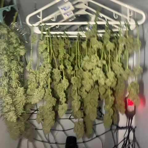 Bruce Banner growlog timeline photo