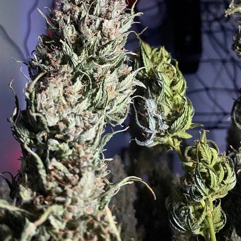 Bruce Banner growlog timeline photo
