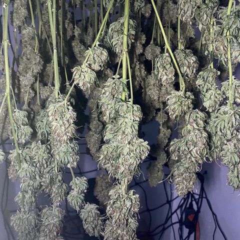 Bruce Banner growlog timeline photo