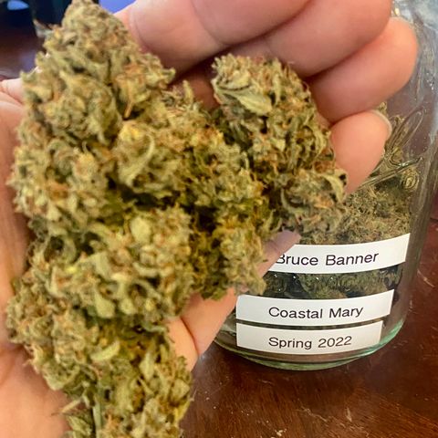 Bruce Banner growlog timeline photo