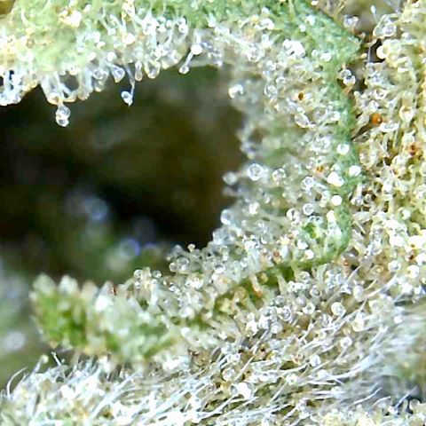 Bruce Banner growlog timeline photo