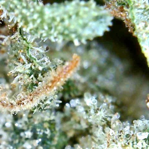 Bruce Banner growlog timeline photo