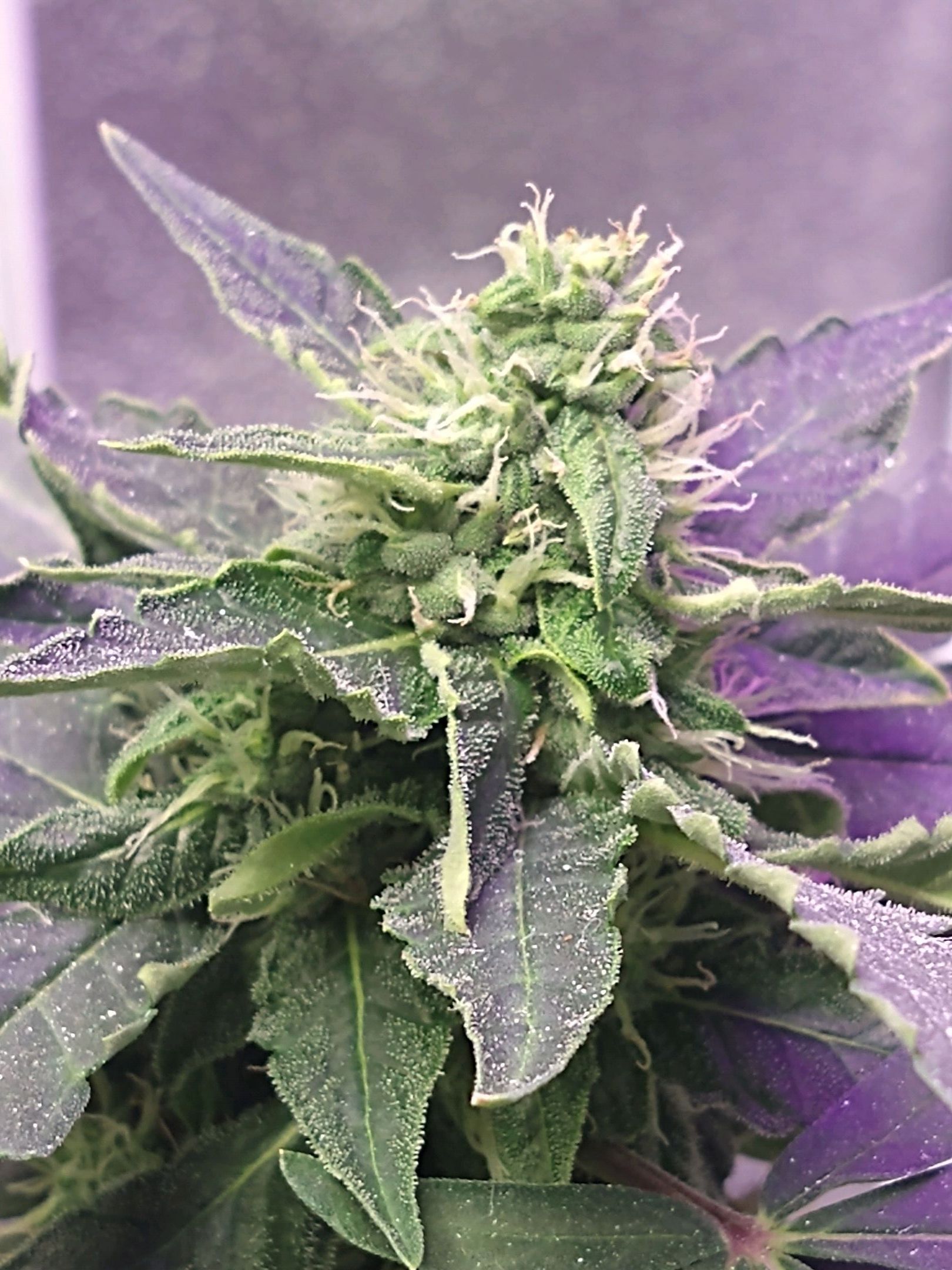 Auto Lemon #2 growlog header