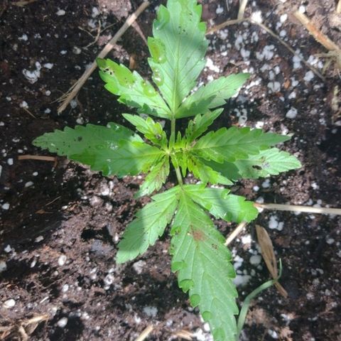 Auto Blueberry growlog timeline photo