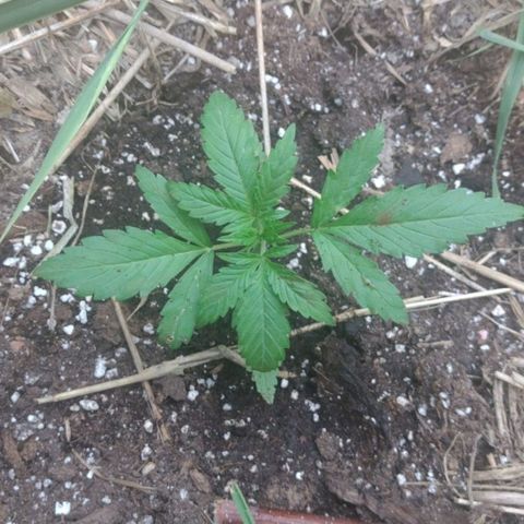 Auto Blueberry growlog timeline photo
