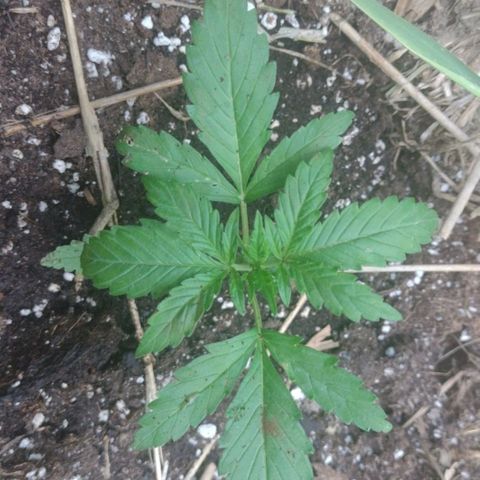 Auto Blueberry growlog timeline photo