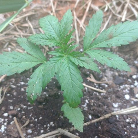 Auto Blueberry growlog timeline photo