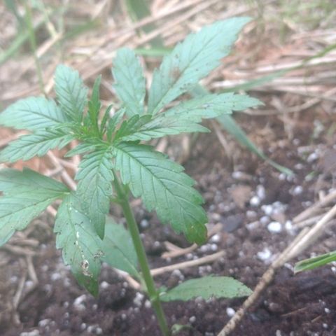Auto Blueberry growlog timeline photo