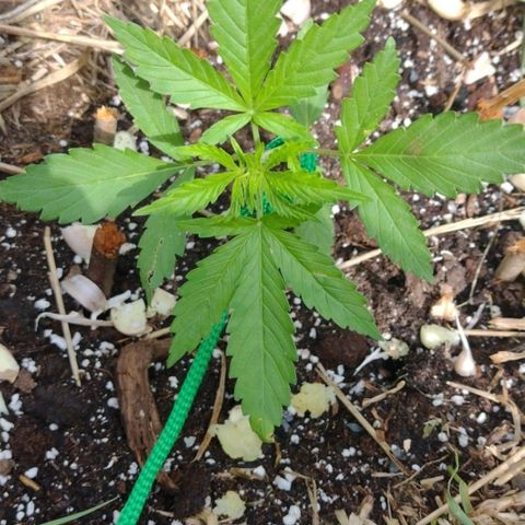 Auto Blueberry growlog timeline photo
