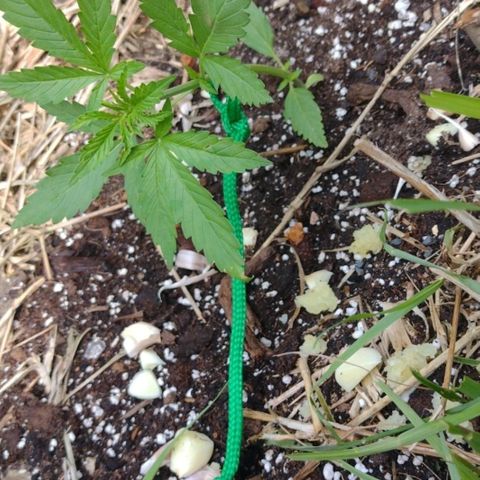 Auto Blueberry growlog timeline photo