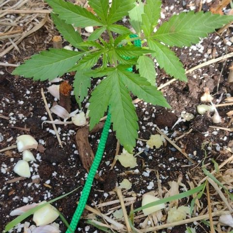 Auto Blueberry growlog timeline photo