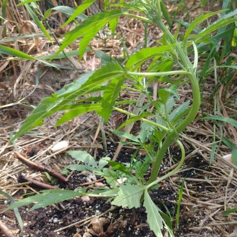 Auto Blueberry growlog timeline photo