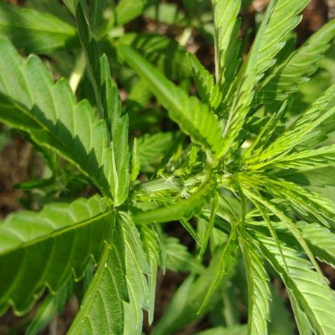 Auto Blueberry growlog timeline photo