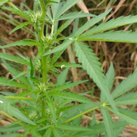 Auto Blueberry growlog timeline photo