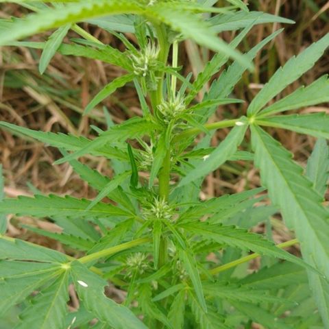 Auto Blueberry growlog timeline photo