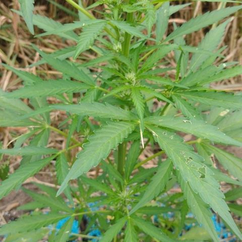 Auto Blueberry growlog timeline photo