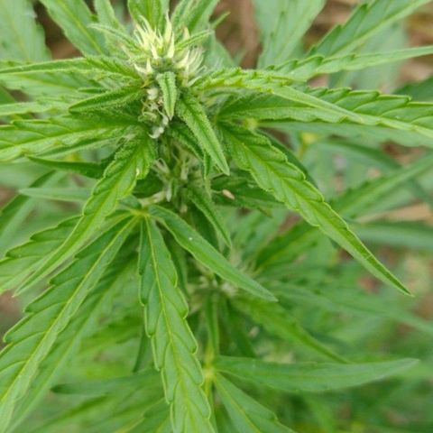 Auto Blueberry growlog timeline photo