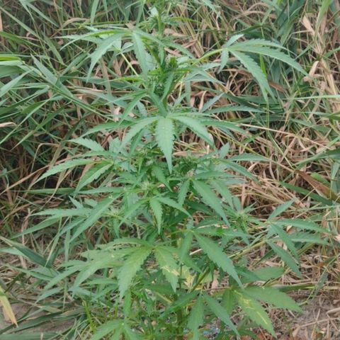 Auto Blueberry growlog timeline photo