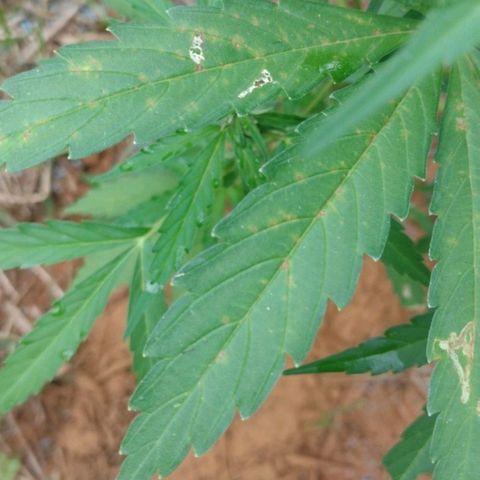 Auto Blueberry growlog timeline photo