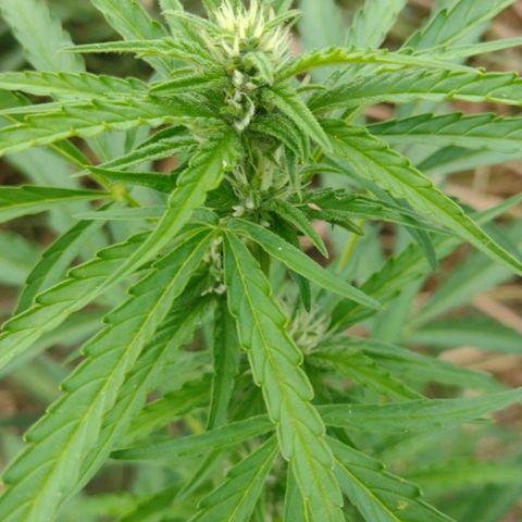 Auto Blueberry growlog timeline photo