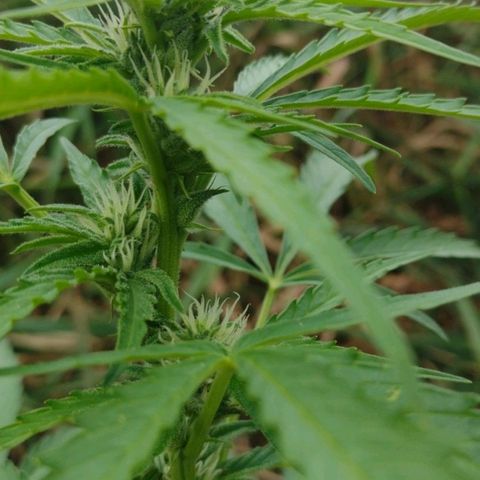 Auto Blueberry growlog timeline photo