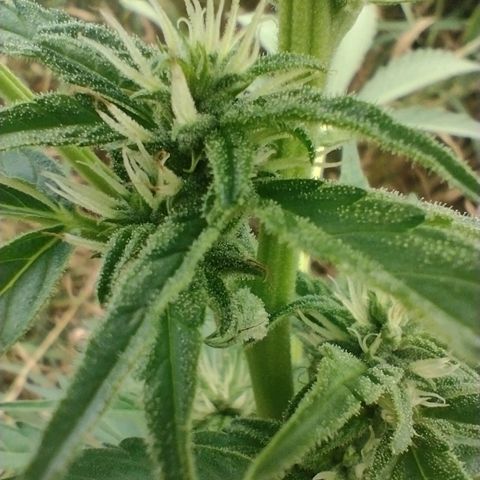 Auto Blueberry growlog timeline photo