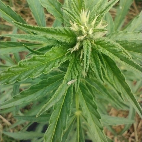 Auto Blueberry growlog timeline photo