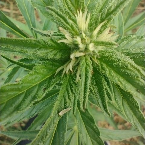 Auto Blueberry growlog timeline photo