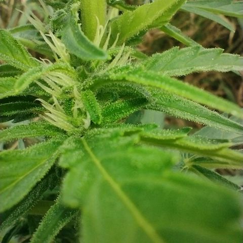 Auto Blueberry growlog timeline photo