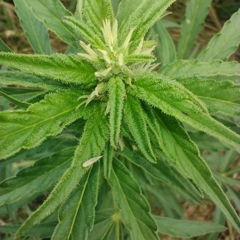 Auto Blueberry growlog timeline photo
