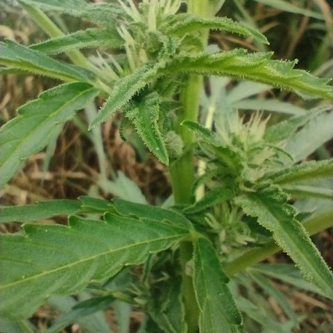 Auto Blueberry growlog timeline photo