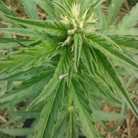 Auto Blueberry growlog timeline photo