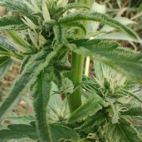 Auto Blueberry growlog timeline photo