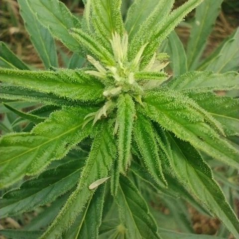 Auto Blueberry growlog timeline photo