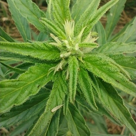 Auto Blueberry growlog timeline photo