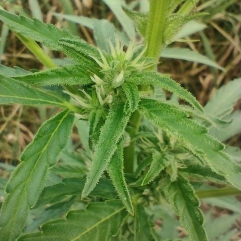 Auto Blueberry growlog timeline photo
