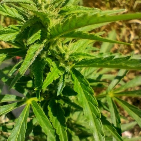 Auto Blueberry growlog timeline photo