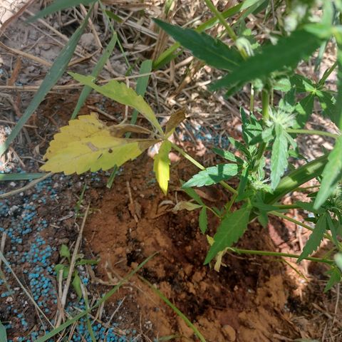 Auto Blueberry growlog timeline photo