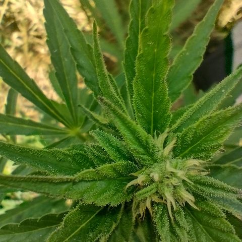 Auto Blueberry growlog timeline photo