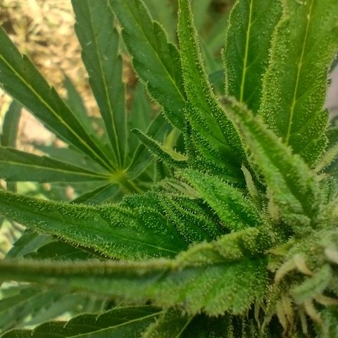 Auto Blueberry growlog timeline photo