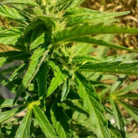 Auto Blueberry growlog timeline photo