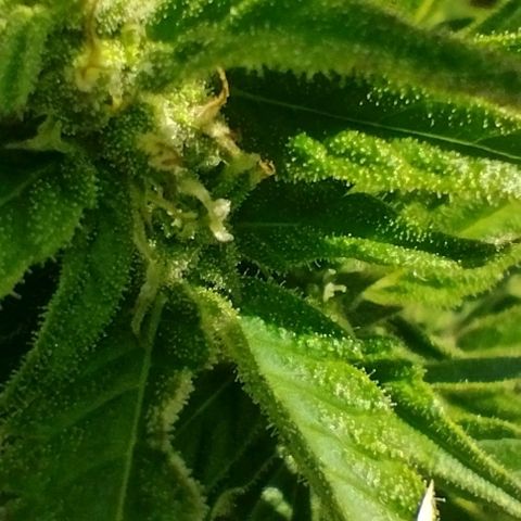 Auto Blueberry growlog timeline photo