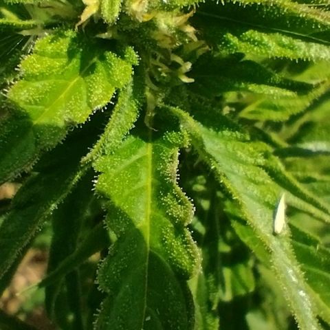 Auto Blueberry growlog timeline photo