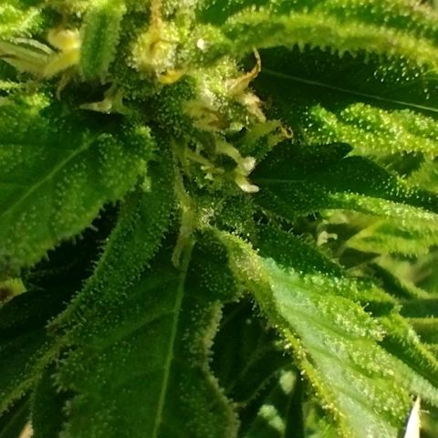Auto Blueberry growlog timeline photo