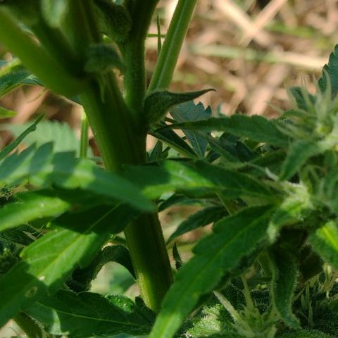 Auto Blueberry growlog timeline photo