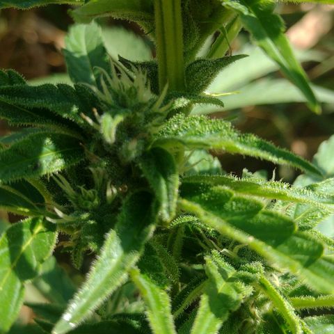 Auto Blueberry growlog timeline photo