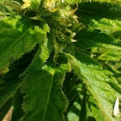 Auto Blueberry growlog timeline photo